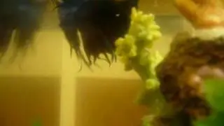 the male crown tail betta
