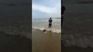 Dog swmming on beach #shortsvideo #digha #pets #petlover #youtubeshorts #shorts #shortsfeed #beach