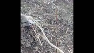 Кабки побанди Шикор дар Анзоб