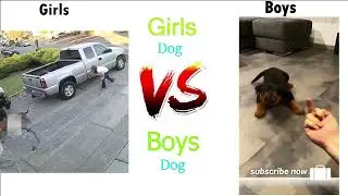 Girls Dogs 🤪 VS Boys Dogs 😝 | Girl vs Boy | #girl_vs_boy #viral #trending