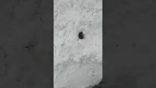 Мышь нападает. Нецензурная брань.