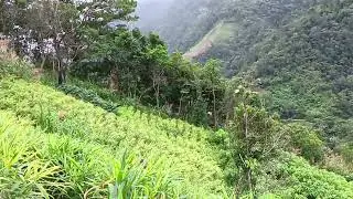 Luya Farm.
