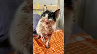 Rescue Story: Zombie the Kitten #cat #catlover #rescue
