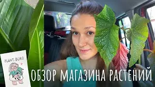 ОБЗОР магазина растений PLANT BURO