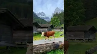 Happiest cows in 