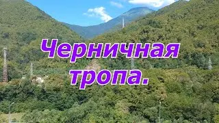 Черничная тропа. Маршруты Красной Поляны.