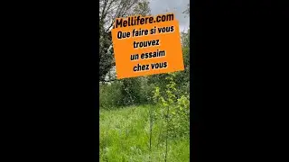 Que faire si vous trouvez un essaim d'abeilles chez vous ?