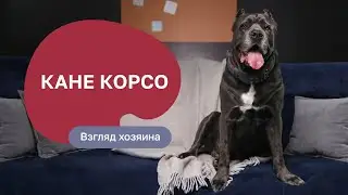 Кане корсо — все о породе, плюсы и минусы — шоу «Ожидание/реальность»