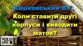 #Кашковський В.Г. Коли ставити другі корпуси і виводити маток?