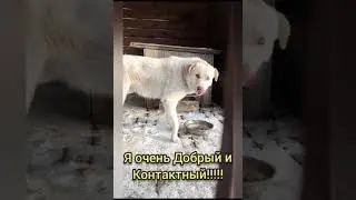 Дени в поисках дома
