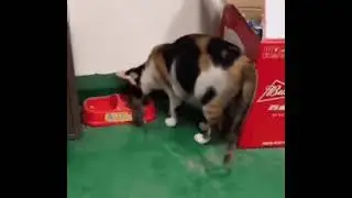 Котики #shorts