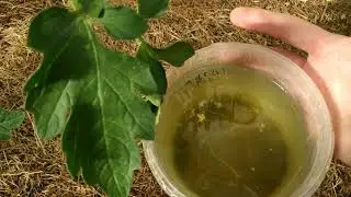 SUPER FERTILIZER FOR TOMATOES, EVERYONE BUYS IT BUT YOU CAN MAKE IT FOR FREE