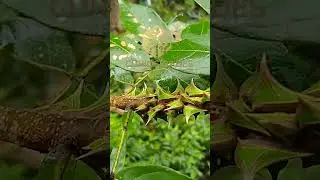 O incrível mundo do Umbonia Spinosa um inseto herbívoro que se camufla entre as plantas #shorts
