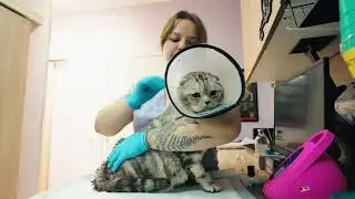 Когда коту действительно нужна уретростомия?🖋