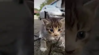olahraga pagi TAMA si anak kucing MONi