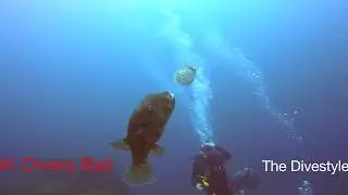 Porcupine fish vs Puffer fish