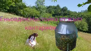 Еньовден. Настойка от жълт кантарион. #草藥  #जड़ीबूटी
