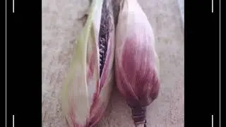 Black Corn🌽|| Diana's Diary 🥰