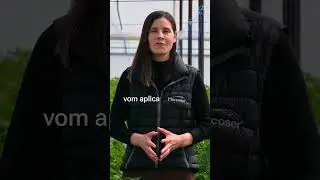 🍅 De ce se Îngălbenește Vârful la Tomate? Cauze și Tratament - Marcoser
