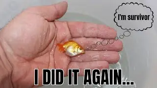 Raising another single goldfish fry... But it's different...