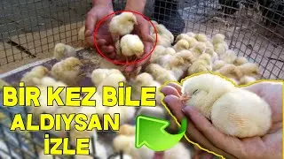 PAZARDAKİ CİVCİVLER NEREDEN GELİYOR ? Şok Olacaksınız !