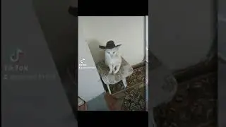мой кот вася-Ковбой!