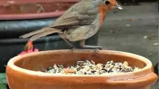 Robin Chicks in my lap(Erithacus Rubra)UK.