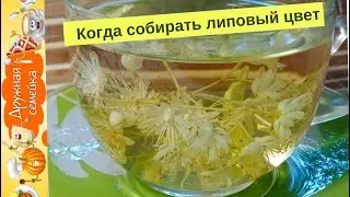 Липовый чай от простуды/Когда собирать липовый цвет