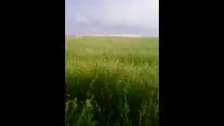 кабан на прикорме