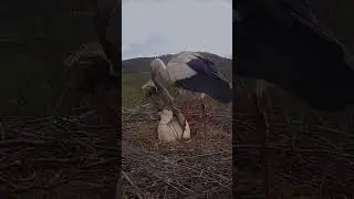 Father stork brings a blanket to warm up mother stork while she broods | #funnyanimalvideos