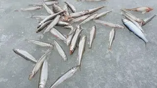 26.01.24. Ушково. Корюшка. Окунь.