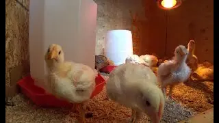 Бройлеры.Содержание кур на Аляске.
