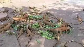 666 20230526 Roatan Day2 - Iguana Feeding