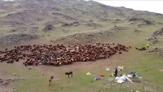 DAĞDA İLK GECEMİZDE KURT SALDIRDI