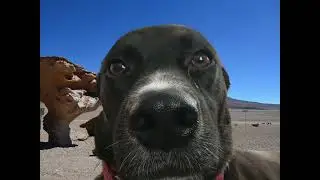 POV: Your Dog Looks Like Walter