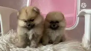 Cute puppies love you