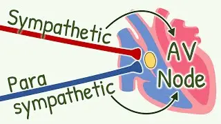 MIND BLOWING Effects of Parasympathetic and Sympathetic Activation on Impulse Conduction in AV Node