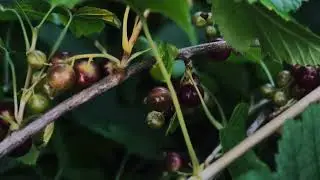 Смородина (футаж) 4K Бесплатно