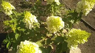 Размножение Гортезии отводками.