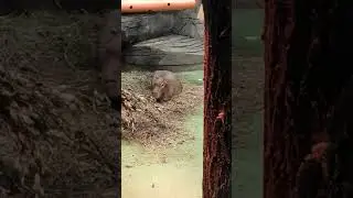 #кабибара