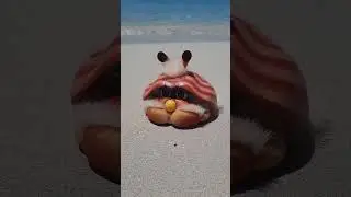 Shelby at the beach! #furby