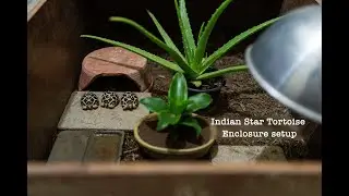Tortoise enclosure setup-easiest way | Indian Star Tortoise house setup