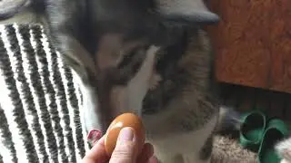 Маламут лакомиться  яйцом😋