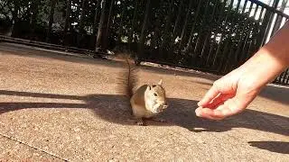 Squirrel Nicely Takes Peanut from My Hand Video 2