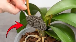 Just sprinkle 1 spoon on top! Delicate orchids will bloom all year round without any problems!