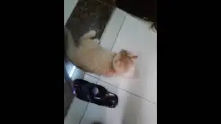 simba and Brownbell is fighting