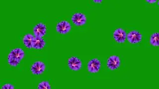 Free Green Screen : Flowers Falling : chroma key 