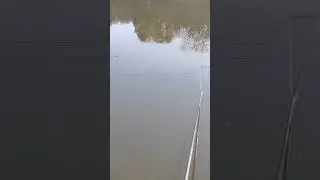 Клювання карася❤️