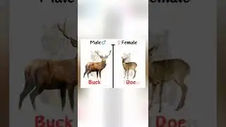 Take your English to next level #trending #viral #love #learn #englishgrammar