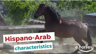 Hispano-Arab Horse  | characteristics, origin & disciplines
